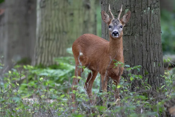 Framed Print : Roe deer (Capreolus capreolus) male, standing in woodland, Peerdsbos, Brasschaat, Belgium. July Framed Print : Roe deer (Capreolus capreolus) male, standing in woodland, Peerdsbos, Brasschaat, Belgium. July