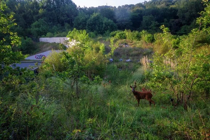 Framed Print : Roe deer (Capreolus capreolus) male, standing on a wildlife crossing above the A64 highway, Landes, France. July. Camera trap image