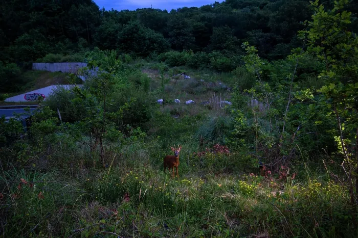 Framed Print : Roe deer (Capreolus capreolus) male, using a wildlife crossing above the A64 highway at night, Landes, France. June. Camera trap image Framed Print : Roe deer (Capreolus capreolus) male, using a wildlife crossing above the A64 highway at night, Landes, France. June. Camera trap image