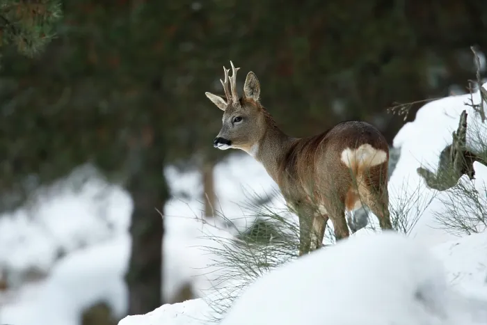 Framed Print : Roe deer (Capreolus capreolus) male, standing on snowy mountainside, Pyrenees, France. December