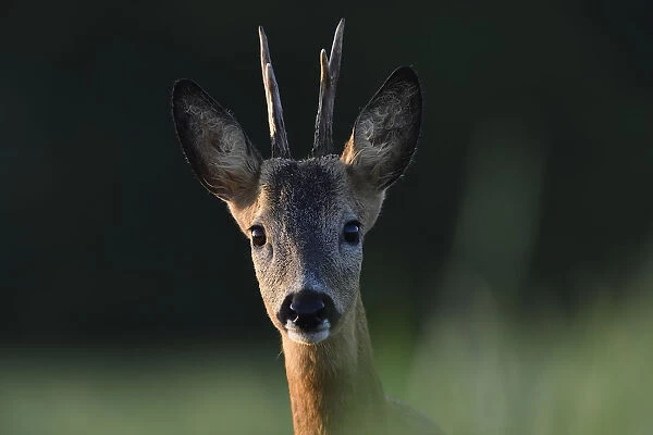 Roe deer (Capreolus capreolus) male portrait,, Vosges, France, May