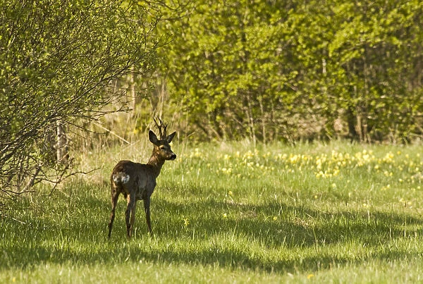 Roe deer (Capreolus capreolus) Matsalu National Park, Estonia, May 2009