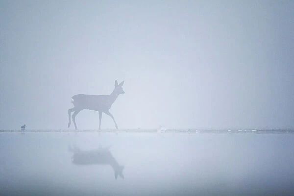 Roe deer (Capreolus capreolus) on a misty morning at the edge of a pond. Valkenhorst Nature Reserve, Valkenswaard, The Netherlands. December