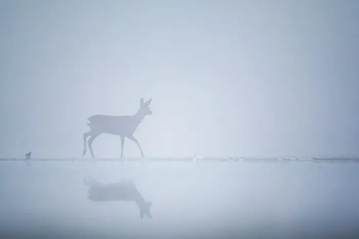 Framed Print : Roe deer (Capreolus capreolus) on a misty morning at the edge of a pond. Valkenhorst Nature Reserve, Valkenswaard, The Netherlands. December Framed Print : Roe deer (Capreolus capreolus) on a misty morning at the edge of a pond. Valkenhorst Nature Reserve, Valkenswaard, The Netherlands. December