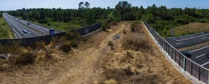 Framed Print : Roe deer (Capreolus capreolus) running across a wildlife crossing above the A10 highway, Charente-Maritime, France. August. Camera trap image. Stitched