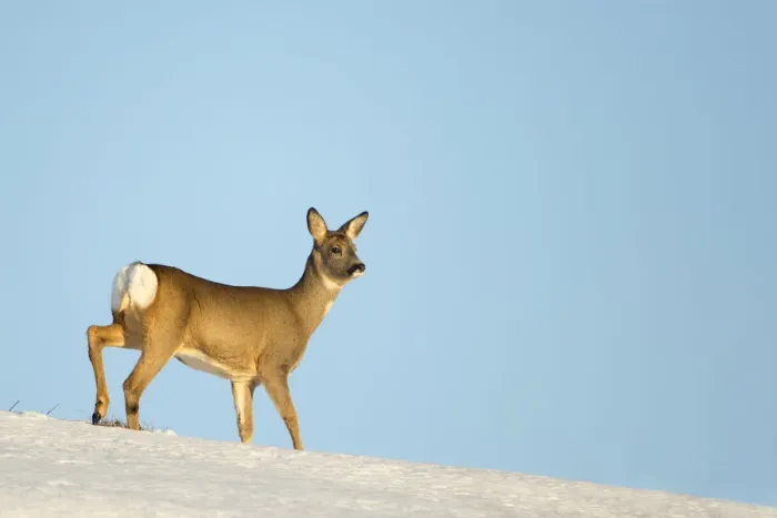 Framed Print : Roe Deer (Capreolus capreolus) in snow. Flatanger, Norway, January
