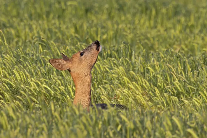 Framed Print : Roe deer (Capreolus capreolus) standing in wheat field smelling the air, Suffolk, England, UK. June Framed Print : Roe deer (Capreolus capreolus) standing in wheat field smelling the air, Suffolk, England, UK. June
