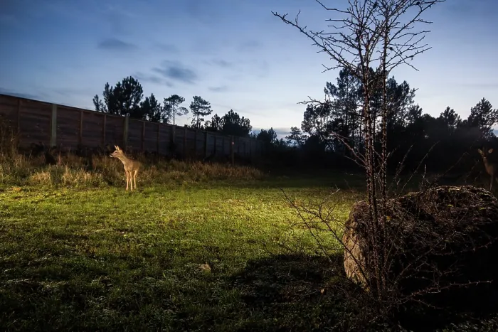 Framed Print : Roe deer (Capreolus capreolus) standing on a wildlife crossing above the A10 highway at dusk, Charente-Maritime, France. January. Camera trap image Framed Print : Roe deer (Capreolus capreolus) standing on a wildlife crossing above the A10 highway at dusk, Charente-Maritime, France. January. Camera trap image