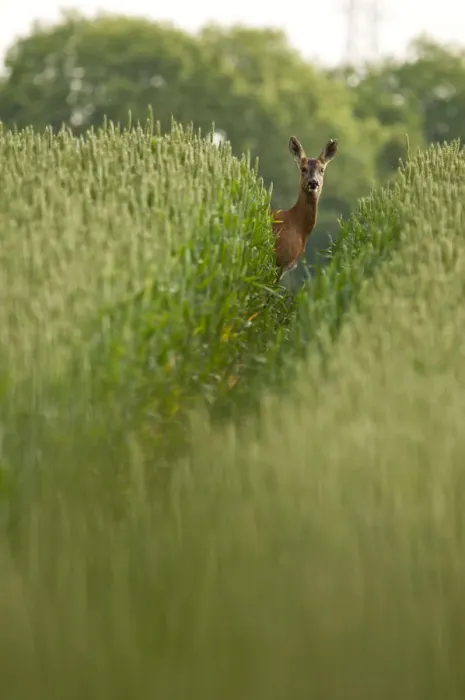 Framed Print : Roe deer (Capreolus capreolus) staring down track in a field of wheat (Triticum sp Framed Print : Roe deer (Capreolus capreolus) staring down track in a field of wheat (Triticum sp