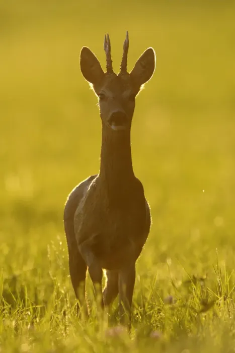 Framed Print : Roe deer (Capreolus capreolus) at sunset, Vosges, France, August Framed Print : Roe deer (Capreolus capreolus) at sunset, Vosges, France, August