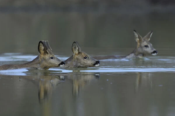 Roe Deer (Capreolus capreolus) swimming across River Allier, France, February