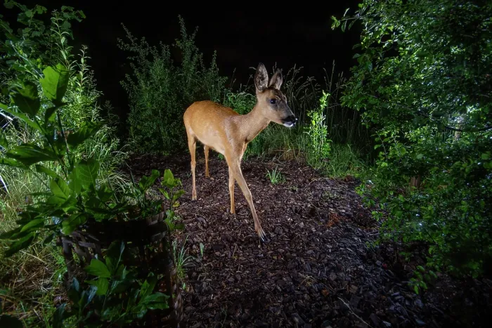 Framed Print : Roe deer (Capreolus capreolus) using a wildlife crossing above the A72 highway at night, Loire, France. June. Camera trap image Framed Print : Roe deer (Capreolus capreolus) using a wildlife crossing above the A72 highway at night, Loire, France. June. Camera trap image