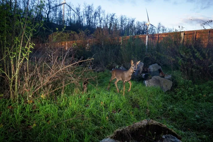 Framed Print : Roe deer (Capreolus capreolus) using a wildlife crossing above the busy A7 highway, Drome, France. September. Camera trap image Framed Print : Roe deer (Capreolus capreolus) using a wildlife crossing above the busy A7 highway, Drome, France. September. Camera trap image
