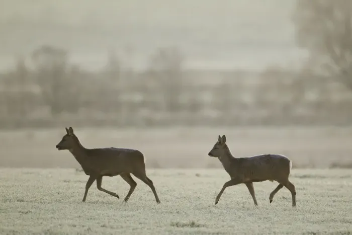 Framed Print : Two Roe deer (Capreolus capreolus) walking across a frosty field, Scotland, UK, November