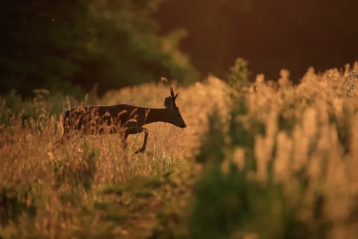 Framed Print : Roe deer (Capreolus capreolus) walking through long vegetation at edge of field at sunset, South Downs National Park, Hampshire, UK. June Framed Print : Roe deer (Capreolus capreolus) walking through long vegetation at edge of field at sunset, South Downs National Park, Hampshire, UK. June