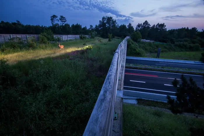 Framed Print : Roe deer (Capreolus capreolus) walking across a wildlife crossing above the A10 highway at dawn, Charente-Maritime, France. June. Camera trap image Framed Print : Roe deer (Capreolus capreolus) walking across a wildlife crossing above the A10 highway at dawn, Charente-Maritime, France. June. Camera trap image