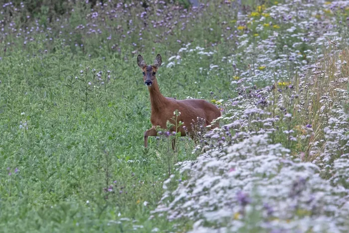 Framed Print : Roe deer (Capreolus capreolus) among wild flowers on farmland in set aside field, Nottinghamshire, England, UK. July Framed Print : Roe deer (Capreolus capreolus) among wild flowers on farmland in set aside field, Nottinghamshire, England, UK. July