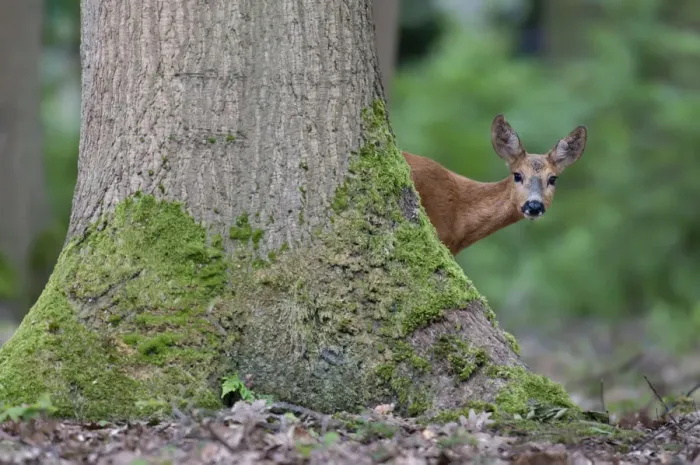 Framed Print : Roe Deer (Capreolus capreolus) in woodland, Peerdsbos, Brasschaat, Belgium, June Framed Print : Roe Deer (Capreolus capreolus) in woodland, Peerdsbos, Brasschaat, Belgium, June
