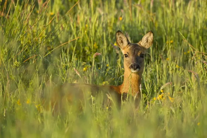 Framed Print : Roe deer (Capreolus capreolus) young doe in summer meadow, Scotland, UK