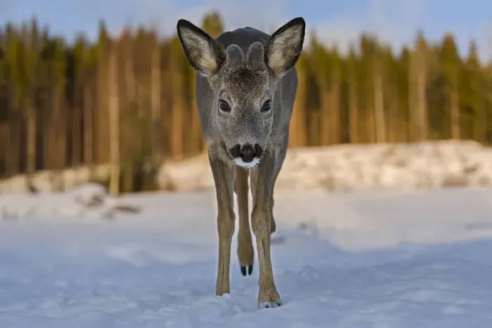 Framed Print : Roe deer (Capreolus capreolus) young male walking through snow. Close-up, portrait Framed Print : Roe deer (Capreolus capreolus) young male walking through snow. Close-up, portrait