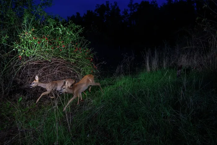 Framed Print : Two Roe deers (Capreolus capreolus) using a wildlife crossing above the busy A7 highway at night, Drome, France. September. Camera trap image Framed Print : Two Roe deers (Capreolus capreolus) using a wildlife crossing above the busy A7 highway at night, Drome, France. September. Camera trap image