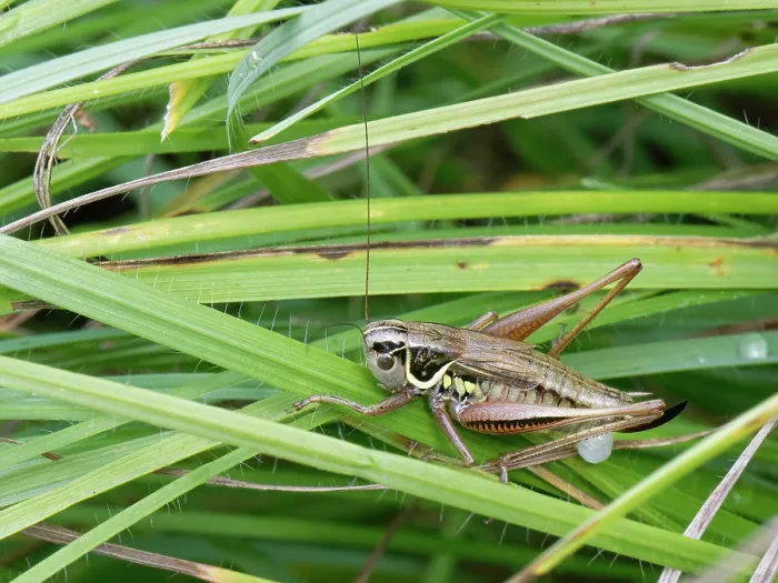 Framed Print : Roesel's bush cricket (Metrioptera roeseli) female, laying eggs on grass stems in a chalk grassland meadow, Wiltshire, England, UK. July