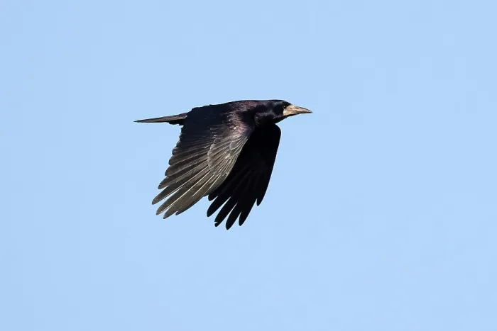 Framed Print : Rook (Corvus frugilegus) in flight, Suffolk, UK. April Framed Print : Rook (Corvus frugilegus) in flight, Suffolk, UK. April