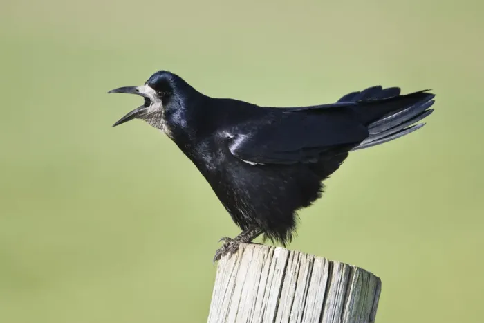 Framed Print : Rook {Corvus frugilegus} perched, calling, on post, Northumberland, England Framed Print : Rook {Corvus frugilegus} perched, calling, on post, Northumberland, England