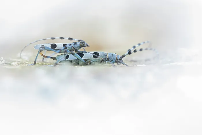 Framed Print : Rosalia alpina beetles (Rosalia Alpina) pair mating, Tuscan-Emilian Apennines, Tuscany, Italy. July Framed Print : Rosalia alpina beetles (Rosalia Alpina) pair mating, Tuscan-Emilian Apennines, Tuscany, Italy. July