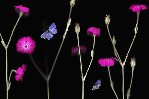 Rose campion  /  catchfly (Lychnis coronaria) in flower with an Escheraes blue butterfly