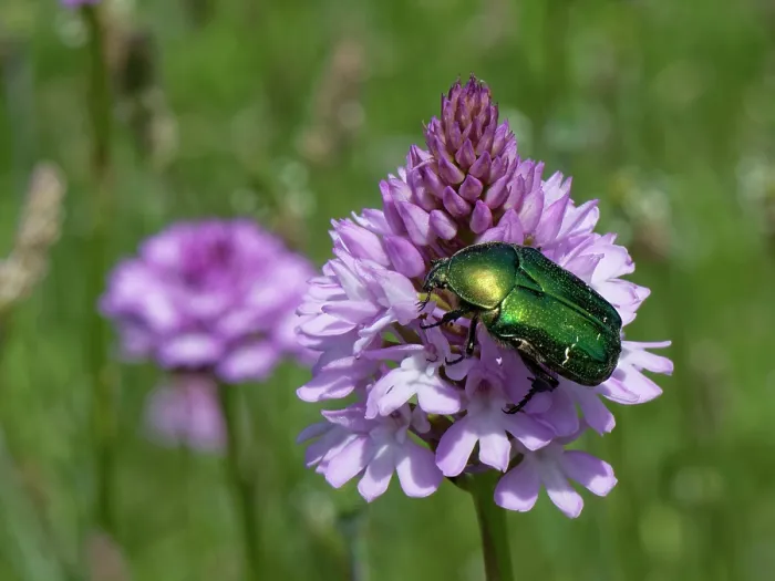 Framed Print : Rose chafer (Cetonia aurata) feeding on a Pyramidal orchid (Anacamptis pyramidalis) flowerhead, Corfu, Greece. May Framed Print : Rose chafer (Cetonia aurata) feeding on a Pyramidal orchid (Anacamptis pyramidalis) flowerhead, Corfu, Greece. May
