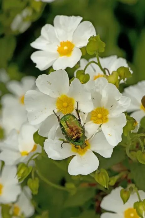 Framed Print : Rose chafer (Cetonia aurata) feeding on Rock rose (Cistus x hybridus) pollen