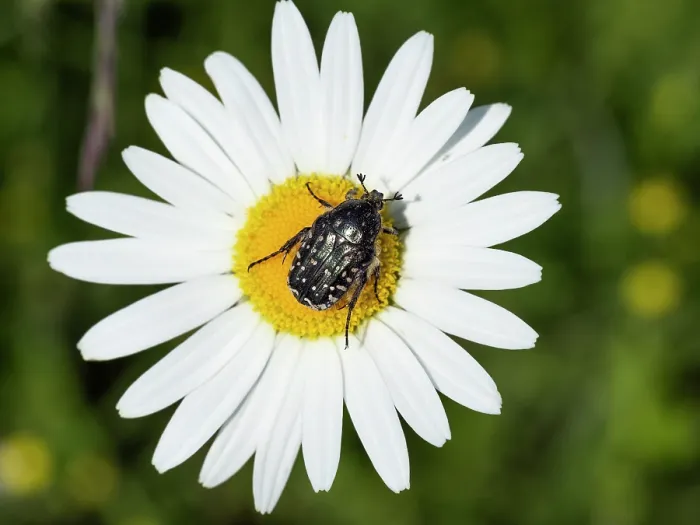 Framed Print : Rose chafer (Cetonia aurata) resting on flower, Bavaria, Germany Framed Print : Rose chafer (Cetonia aurata) resting on flower, Bavaria, Germany