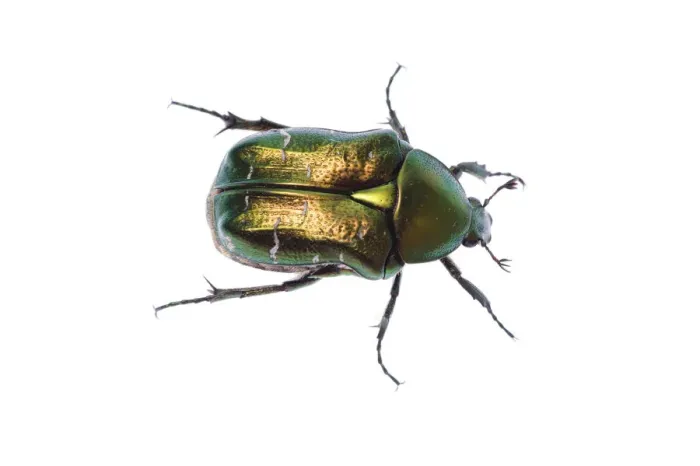 Framed Print : Rose chafer (Cetonia aurata) viewed from above, Fliess, Naturpark Kaunergrat, Tirol Framed Print : Rose chafer (Cetonia aurata) viewed from above, Fliess, Naturpark Kaunergrat, Tirol