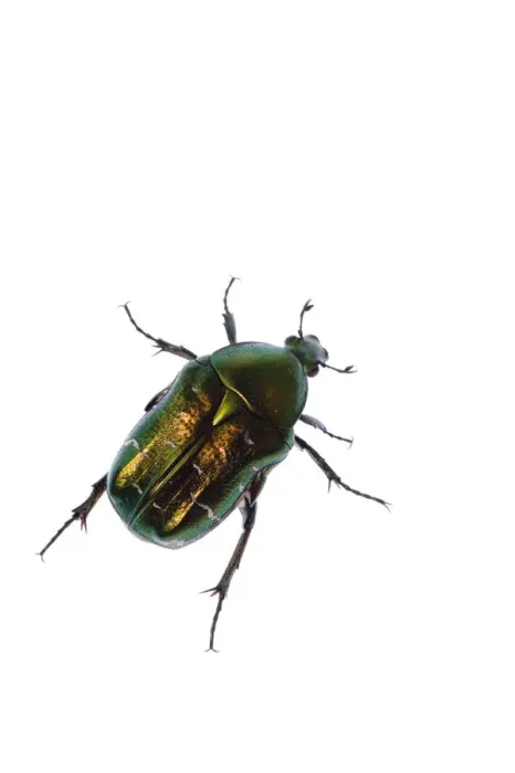 Framed Print : Rose chafer (Cetonia aurata) viewed from above, Fliess, Naturpark Kaunergrat, Tirol Framed Print : Rose chafer (Cetonia aurata) viewed from above, Fliess, Naturpark Kaunergrat, Tirol