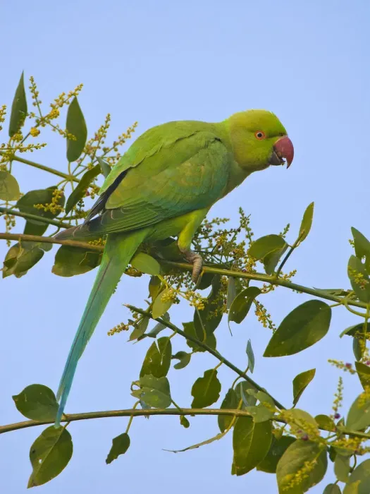 Framed Print : Rose-ringed parakeet (Psittacula krameri), female feeding, Rajasthan, India Framed Print : Rose-ringed parakeet (Psittacula krameri), female feeding, Rajasthan, India