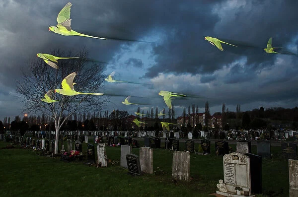 Rose-ringed  /  ring-necked parakeets (Psittacula krameri) in flight on way to roost in an urban cemetery, London, UK. January. Finalist in the Birds category, Wildlife Photographer of the Year Awards (WPOY competition) 2014