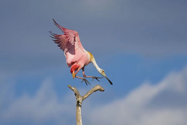 Roseate spoonbill (Ajaia ajaja), adult in breeding plumage flying in to land on a perch