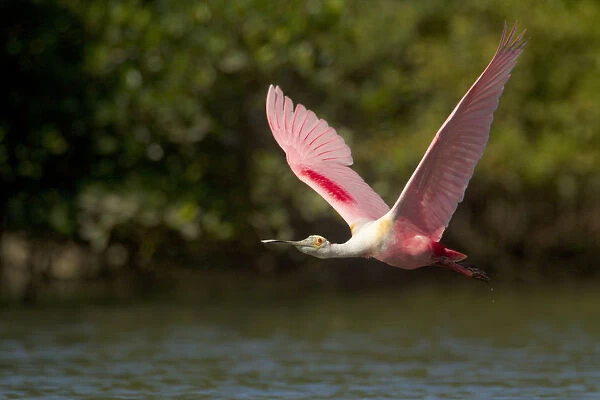 Roseate spoonbill (Ajaia ajaja) adult in breeding plumage in flight over water, mangroves