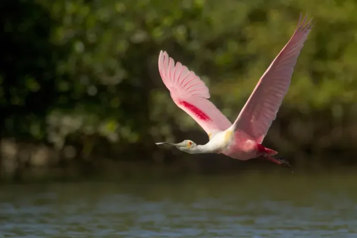 Framed Print : Roseate spoonbill (Ajaia ajaja) adult in breeding plumage in flight over water, mangroves Framed Print : Roseate spoonbill (Ajaia ajaja) adult in breeding plumage in flight over water, mangroves