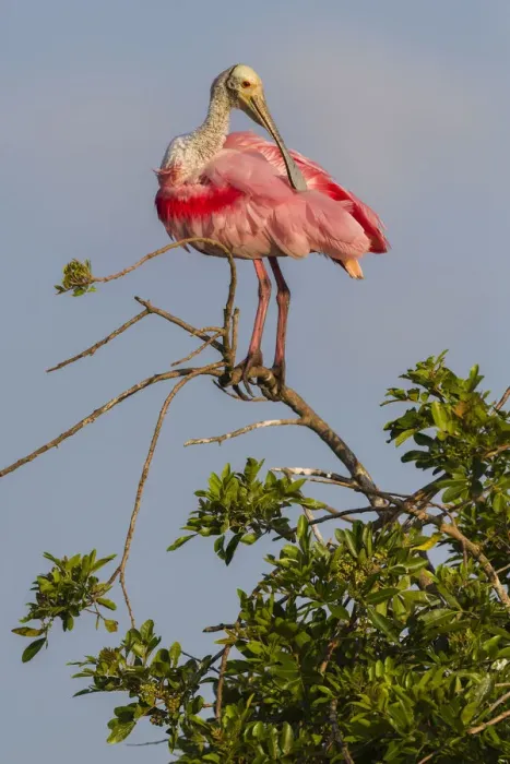 Framed Print : Roseate spoonbill (Platalea ajaja) at its nesting colony site, in early morning light Framed Print : Roseate spoonbill (Platalea ajaja) at its nesting colony site, in early morning light