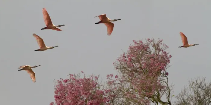 Framed Print : Roseate Spoonbills (Platalea ajaja) in flight, Pantanal, Mato Grosso do Sul, Brazil Framed Print : Roseate Spoonbills (Platalea ajaja) in flight, Pantanal, Mato Grosso do Sul, Brazil