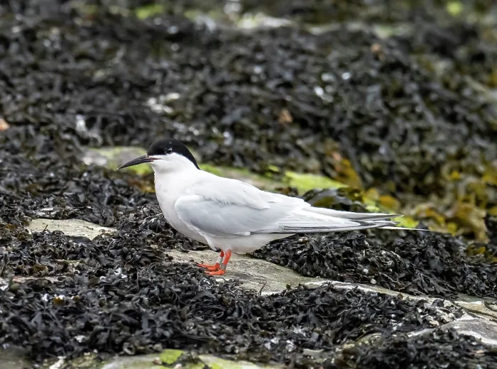 Framed Print : Roseate tern (Sterna dougallii) standing on rocks, Coquet Island, near Amble, Northumberland, UK. May Framed Print : Roseate tern (Sterna dougallii) standing on rocks, Coquet Island, near Amble, Northumberland, UK. May