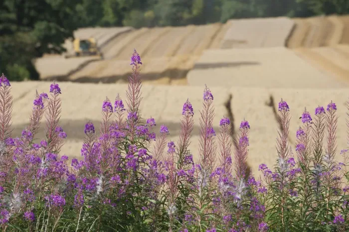 Framed Print : Rosebay Willowherb (Chamerion angustifolium angustifolium), with Combine harvester