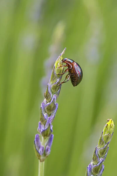 Rosemary beetle (Chrysolina americana) feeding on Lavender (Lavandula angustifolia