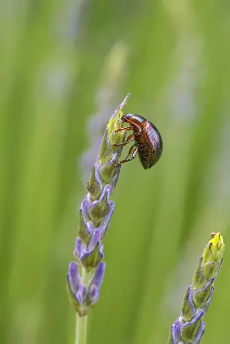Framed Print : Rosemary beetle (Chrysolina americana) feeding on Lavender (Lavandula angustifolia Framed Print : Rosemary beetle (Chrysolina americana) feeding on Lavender (Lavandula angustifolia