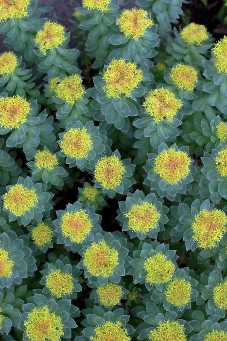 Framed Print : Roseroot (Rhodiola rosea) in flower, Iceland. June Framed Print : Roseroot (Rhodiola rosea) in flower, Iceland. June