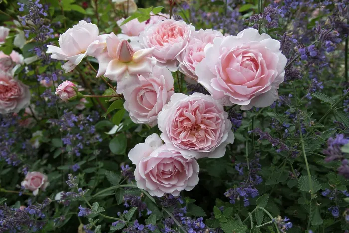 Framed Print : Roses (Rosa sp.) in flower in the walled garden, La Seigneurie Gardens, Sark, Channel Islands. June Framed Print : Roses (Rosa sp.) in flower in the walled garden, La Seigneurie Gardens, Sark, Channel Islands. June