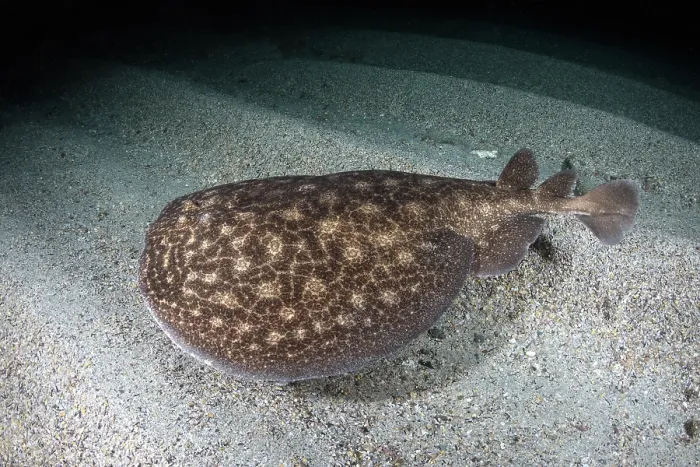 Framed Print : Rosette torpedo ray (Torpedo bauchotae) swimming over sandy seabed, N'gor Bay, Dakar, Senegal, eastern Atlantic Ocean. Endangered Framed Print : Rosette torpedo ray (Torpedo bauchotae) swimming over sandy seabed, N'gor Bay, Dakar, Senegal, eastern Atlantic Ocean. Endangered