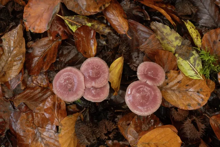 Framed Print : Rosy bonnet mushrooms (Mycena rosea) growing through fallen autumn leaves, Ebernoe, Sussex, England, UK. November Framed Print : Rosy bonnet mushrooms (Mycena rosea) growing through fallen autumn leaves, Ebernoe, Sussex, England, UK. November